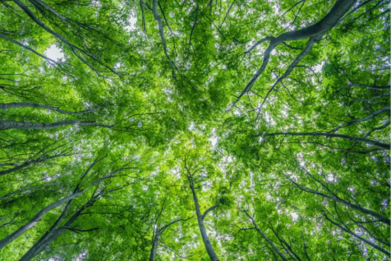 Coillte confirms small felling works at north Roscommon forest