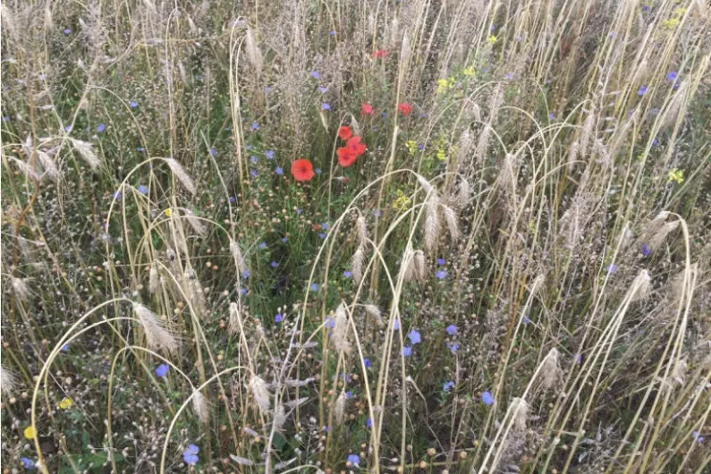 Local Deputy calls for extension to wild bird cover scheme