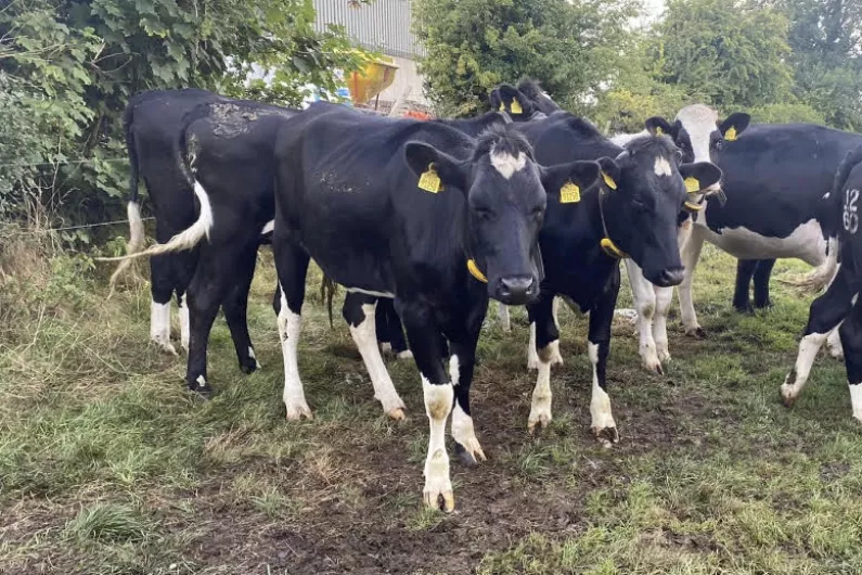 Seven in-calf Frisian heifers stolen from farmland in the region