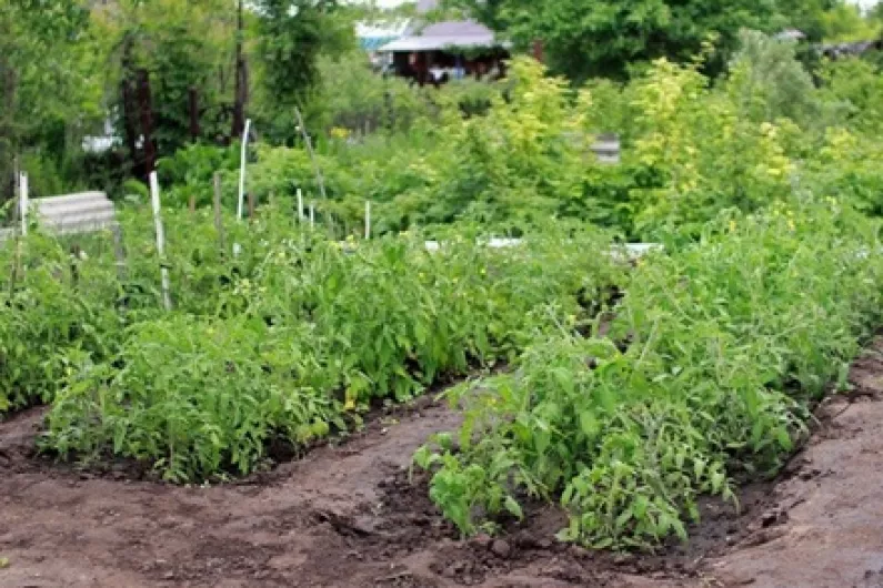 Roscommon organic farmer hopes community garden can help refugees