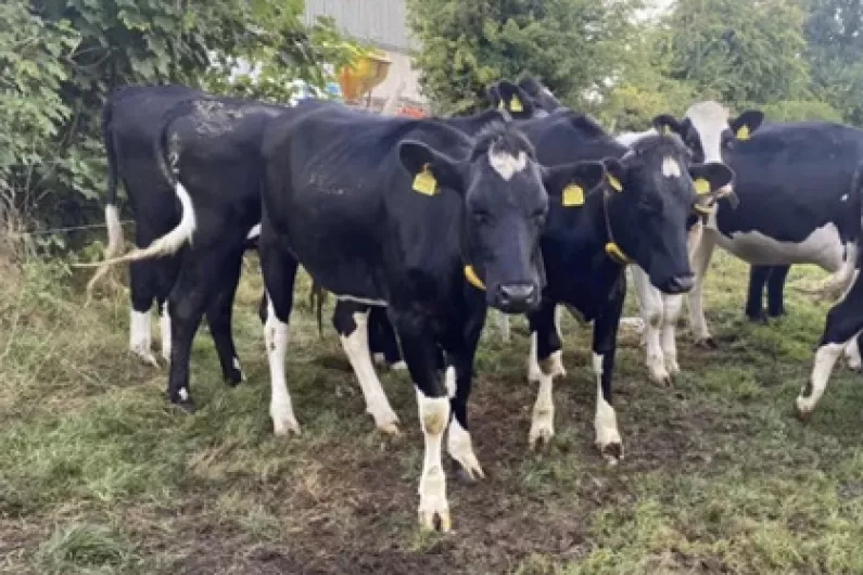 LISTEN: Dairy farmer Enda Doran talks about theft of 7 in-calf heifers in south Roscommon