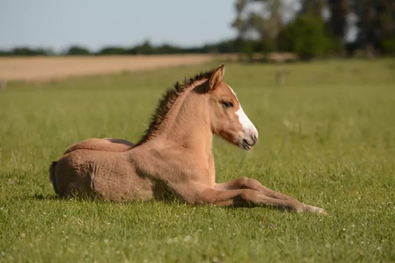 17 horses seized by Department of Agriculture locally last year