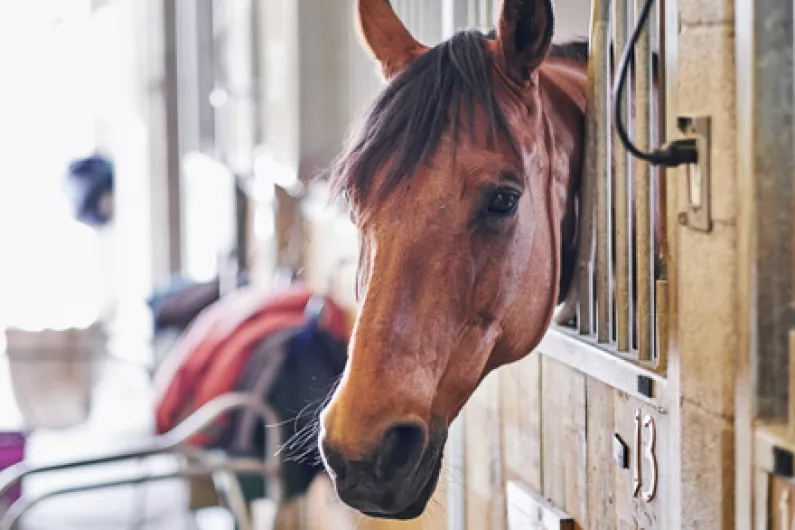 Large reduction in number of horses seized locally in 2022