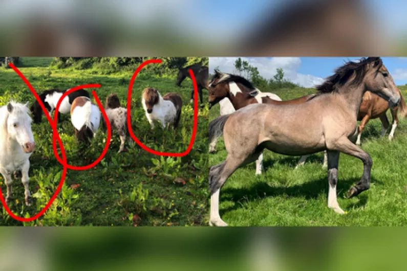 Longford horse theft victim appeals for information