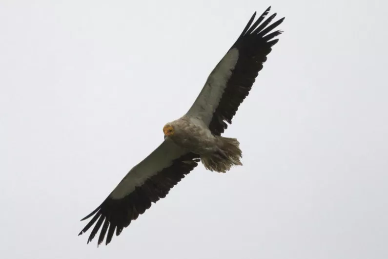 Second sighting of Rare Egyptian vulture in County Roscommon