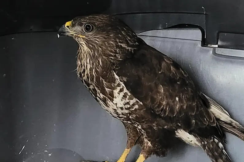 NPWS appeal for information after a buzzard was shot in Co. Roscommon