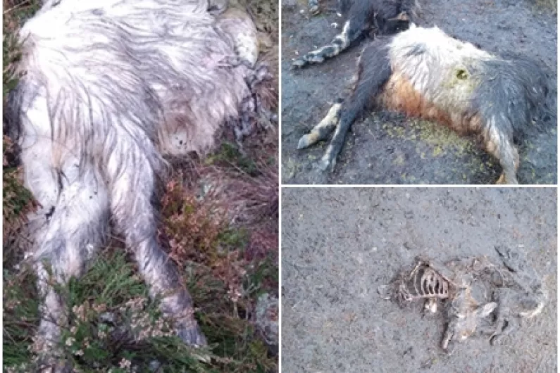 Call for night poaching crackdown after animal carcasses dumped in Roscommon