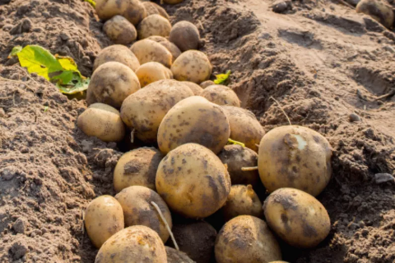 Met &Eacute;ireann issues potato blight warning