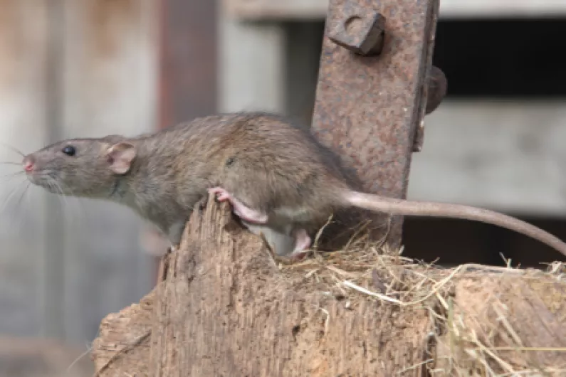 Concern over rat infestation encroaching on local creche