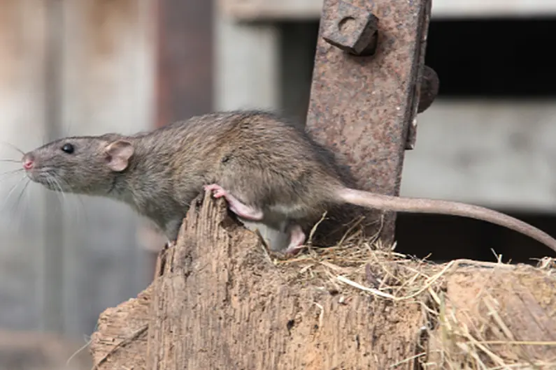 Local pest control expert shares advice on keeping homes rat-free