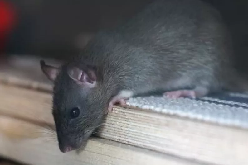 Meeting hears 'colonies' of rat in gardens near Carrick-on-Shannon