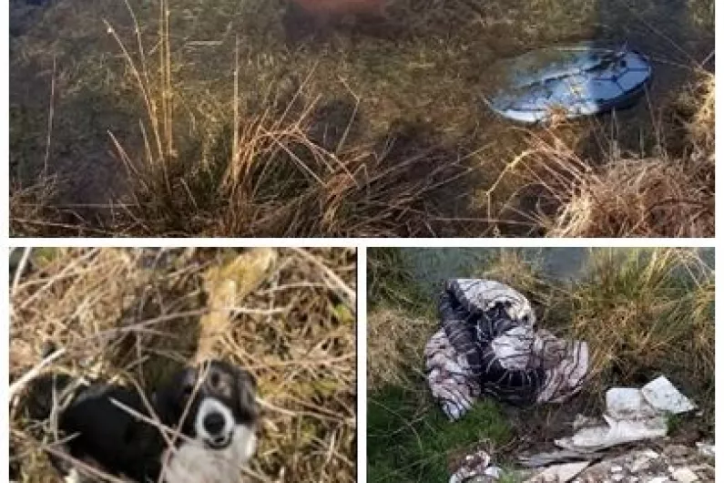 Animal charity horrified as distressed dog dumped in Roscommon bog