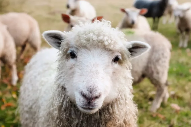 Garda&iacute; investigating Roscommon sheep kill
