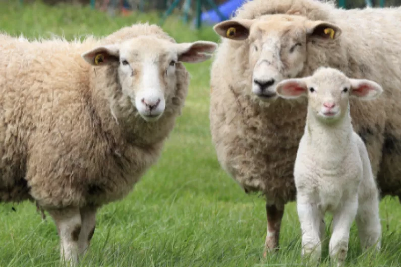 Call for local farmers to attend Roscommon sheep protest