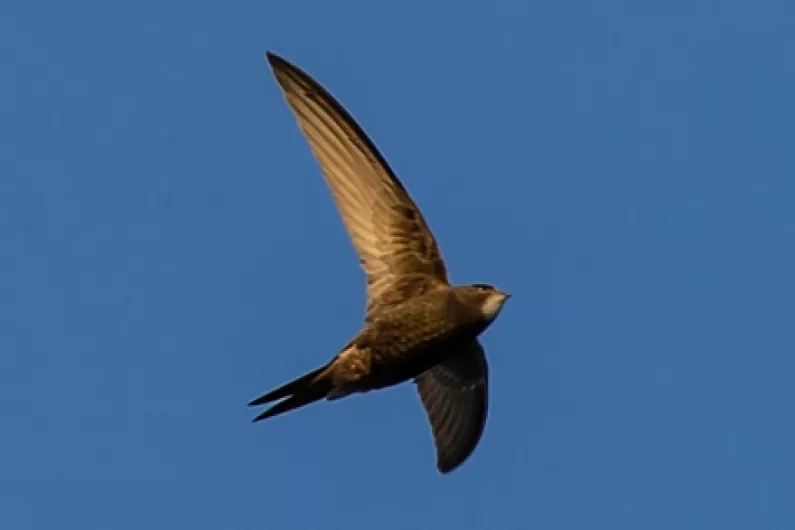 Longford nature enthusiast issues appeal following decline in swifts here
