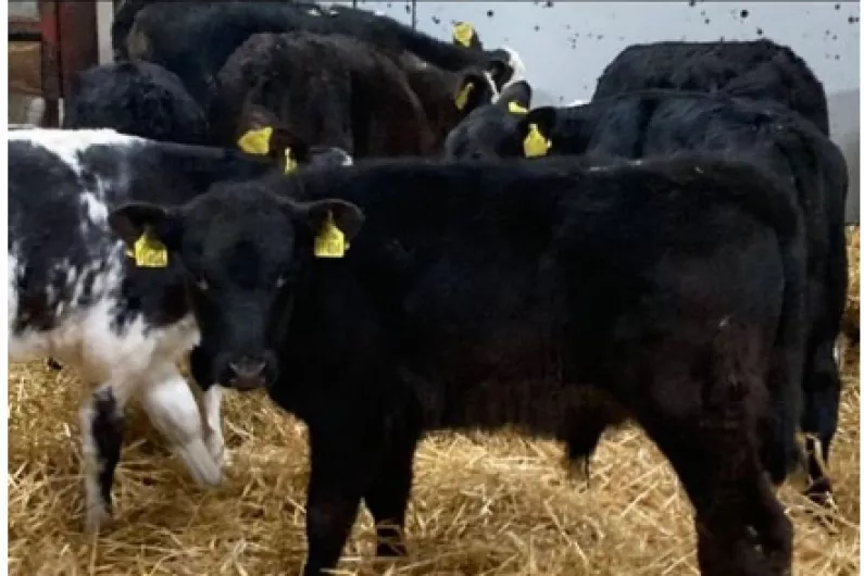 Roscommon farmer shaken and concerned after theft of calves