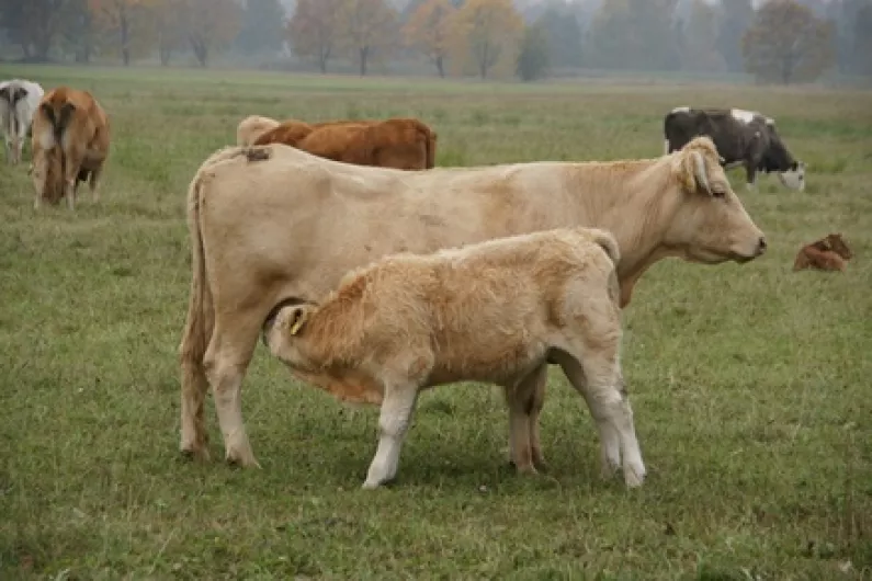 New Roscommon IFA Chairman says farmers are being squeezed on all sides