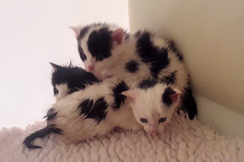 Three newborn kittens discovered in plastic bag in Longford