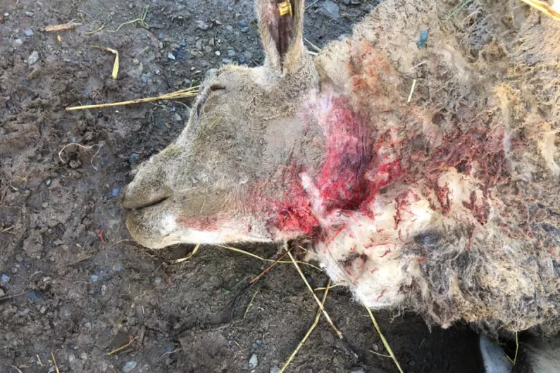 LISTEN: Cavan Sheep Kill