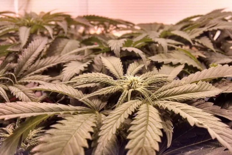 &euro;20,000 worth of cannabis plants discovered in Longford