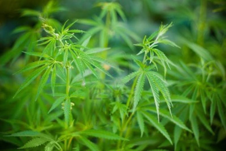 Cannabis Decriminalisation Bill to be moved in Dail today
