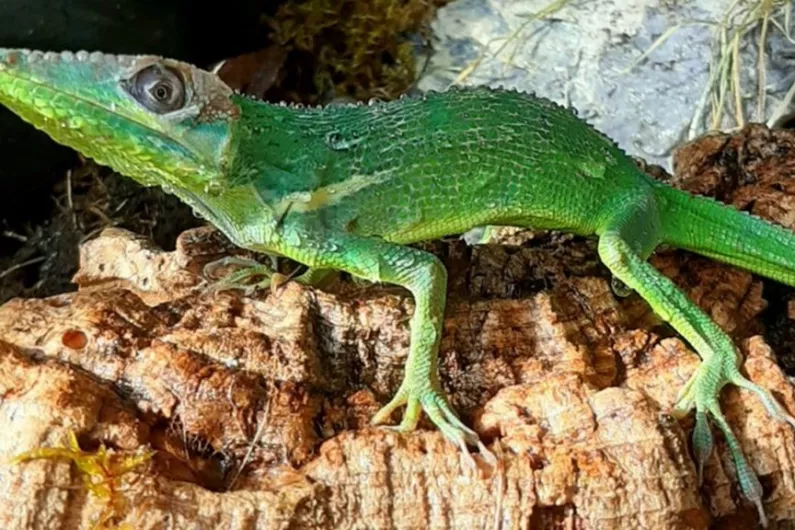 PODCAST: From Cuba to Center Parcs - a lizard lazes around in Longford