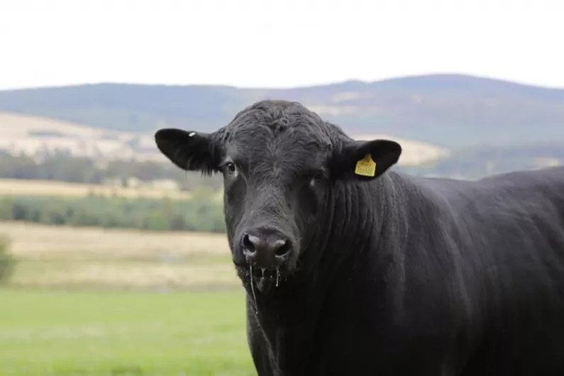 PODCAST: Strokestown students are All Ireland Aberdeen Angus finalists