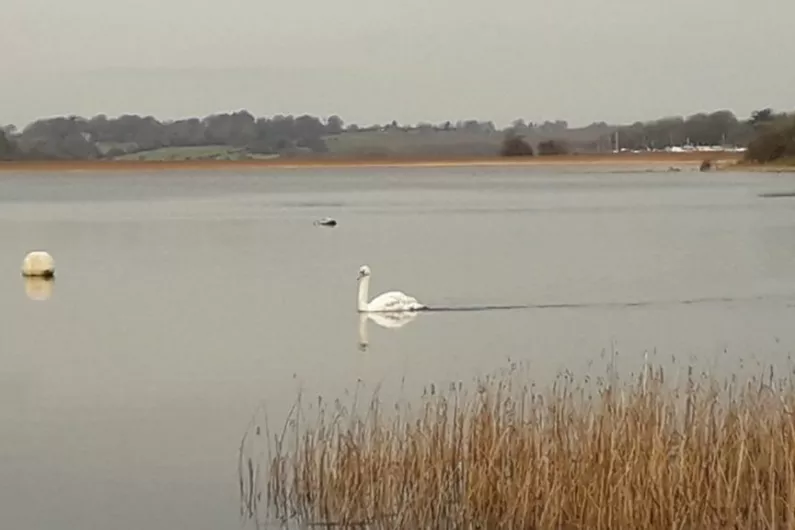 Roscommon and Galway has the highest numbers of whooper swans according to the latest swan census.
