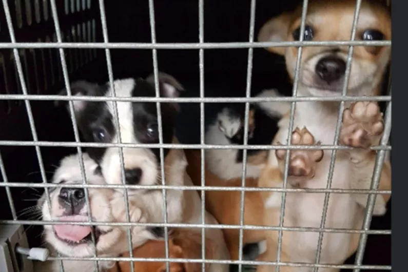 Fall in number of dogs at local pound since Covid-19