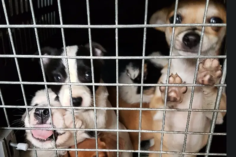 Garda&iacute; have seized 32 dogs that they believe to be stolen in Dublin.