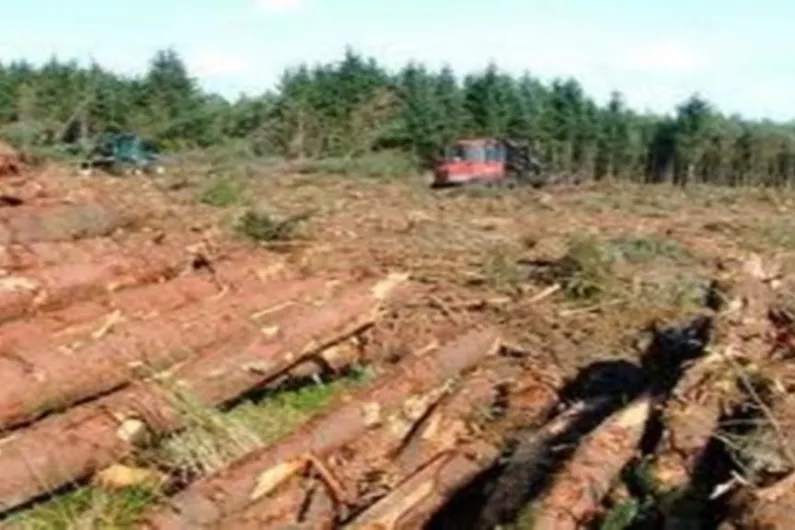 Almost 200 forestry felling licences awaiting approval locally
