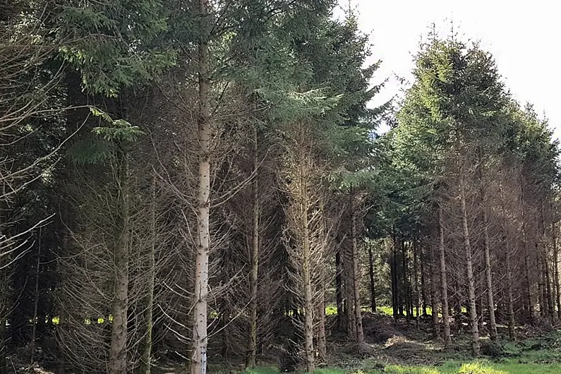 Don't scrap the need for forestry felling licences - Leitrim councillor