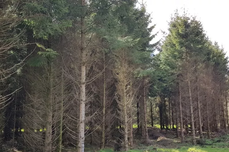 Forestry Minister says scope to broaden type of trees planted nationally