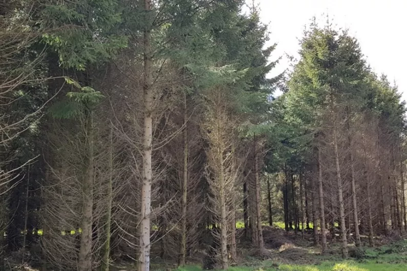 Planning board overturns permission for entrance to Leitrim forestry plantation