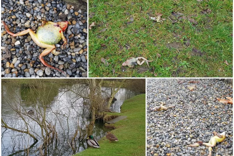 PICS: Mystery as bodies of dead frogs discovered at Longford's Mall park