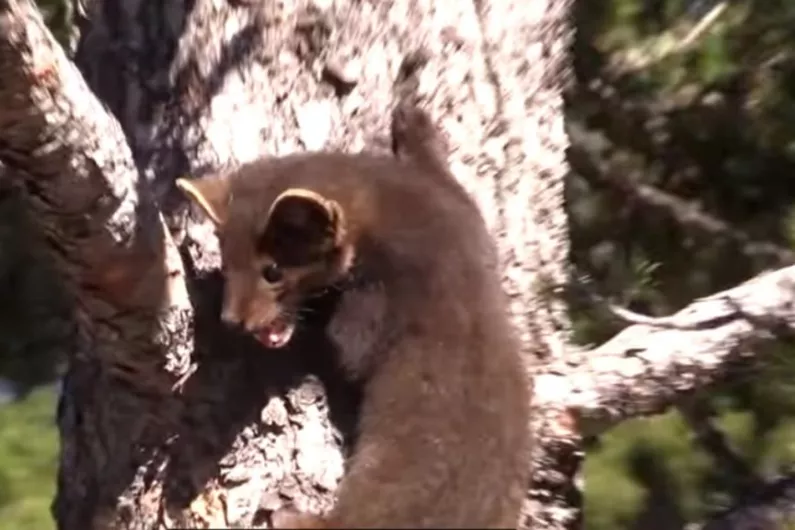 Local wildlife expert believes pine martens not significant threat
