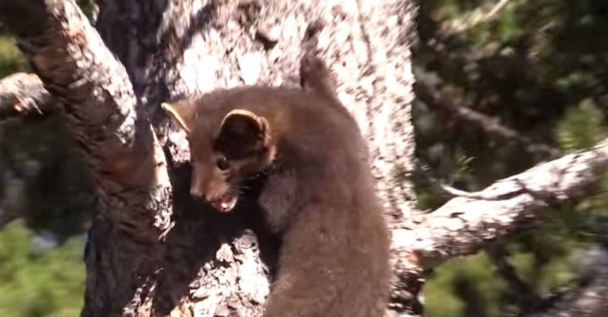 Leitrim councillor says farmers should be allowed kill pine martens where necessary - Vimarsana News