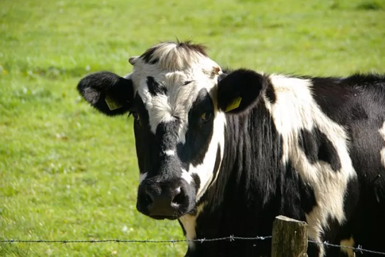 Almost 300 dead calves discovered on farmland near Roscommon-Galway border