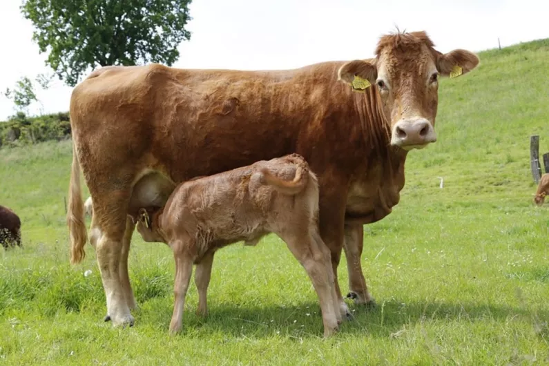 PODCAST: New technology available for farmers hoping to improve herd fertility
