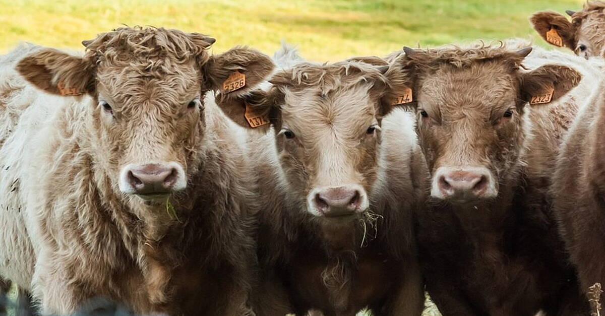 Concerns raised regarding discrepancies in TB system for cattle - Vimarsana News