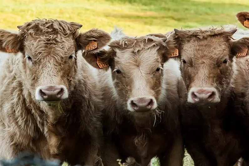 Three percent of local cattle herds tested positive for Bovine TB last year