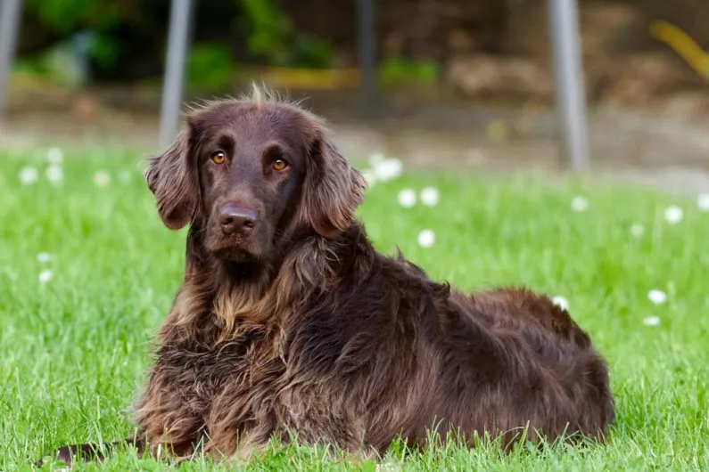 Just over half of dog fines issued across region paid last year