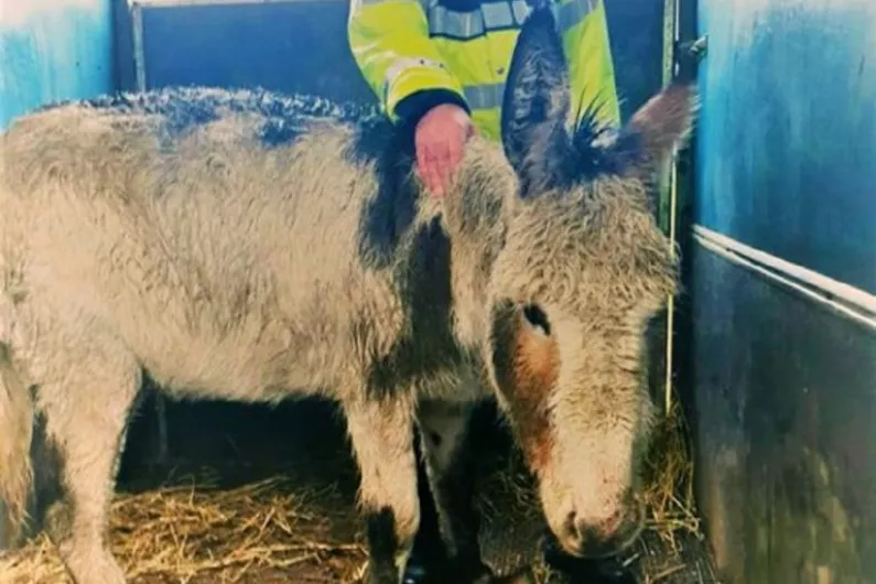 Granard Gardai investigating serious case of neglect and cruelty to donkey