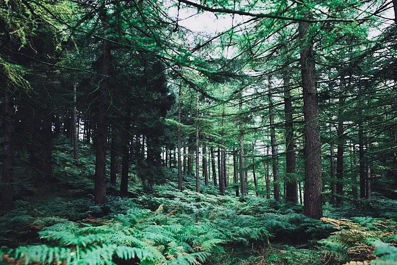 Large attendance expected at Irish Forest Owners meeting in Carrick tonight