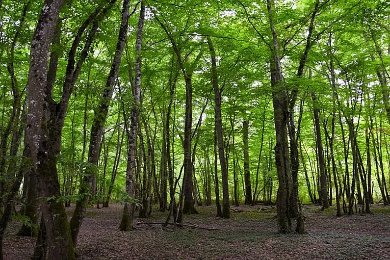 Leitrim councillor calls for change regarding forestry