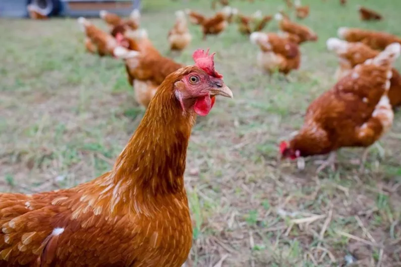 Rescue hens are looking for new homes in the Shannonside Region today.