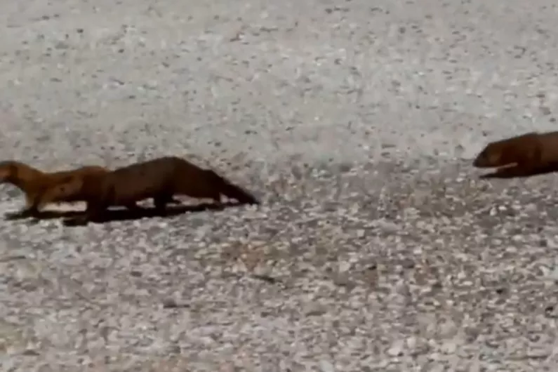 Listen- American Mink and other invasive species affecting local biome