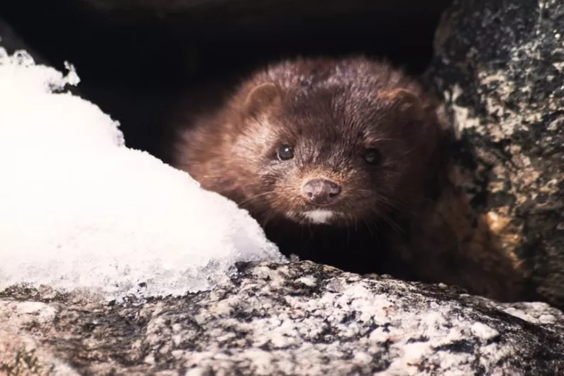 Roscommon Galway TD Michael Fitzmaurice calls for eradication of wild mink in tandem with farm cull