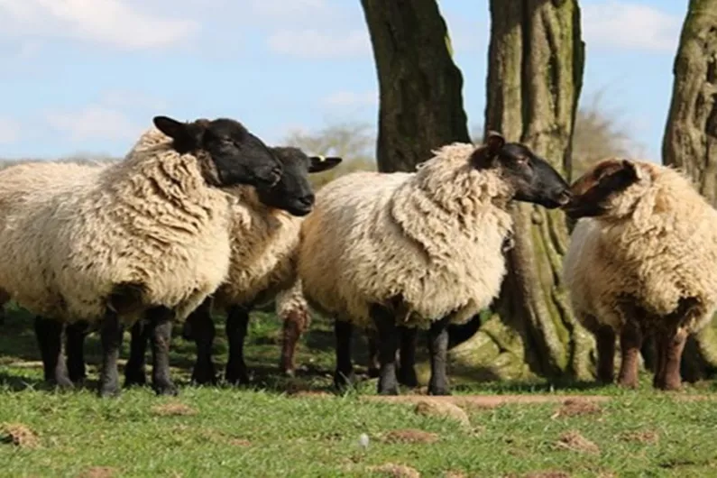 Gardai believe sheep stolen in south Longford removed by boat
