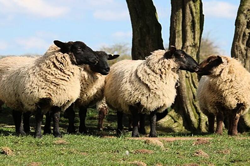 Issues affecting sheep industry focus of Leitrim meeting next week